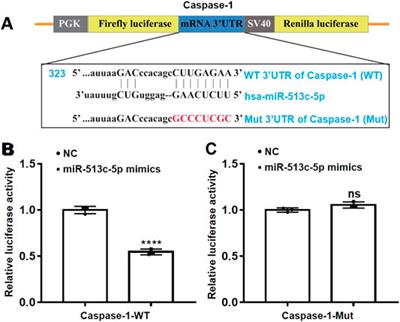 miR-513c-5p Suppression Aggravates Pyroptosis of Endothelial Cell in Deep Venous Thrombosis by Promoting Caspase-1